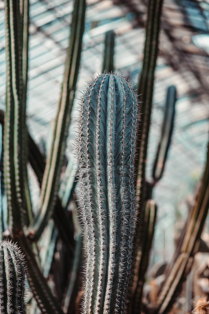 cactus cactus