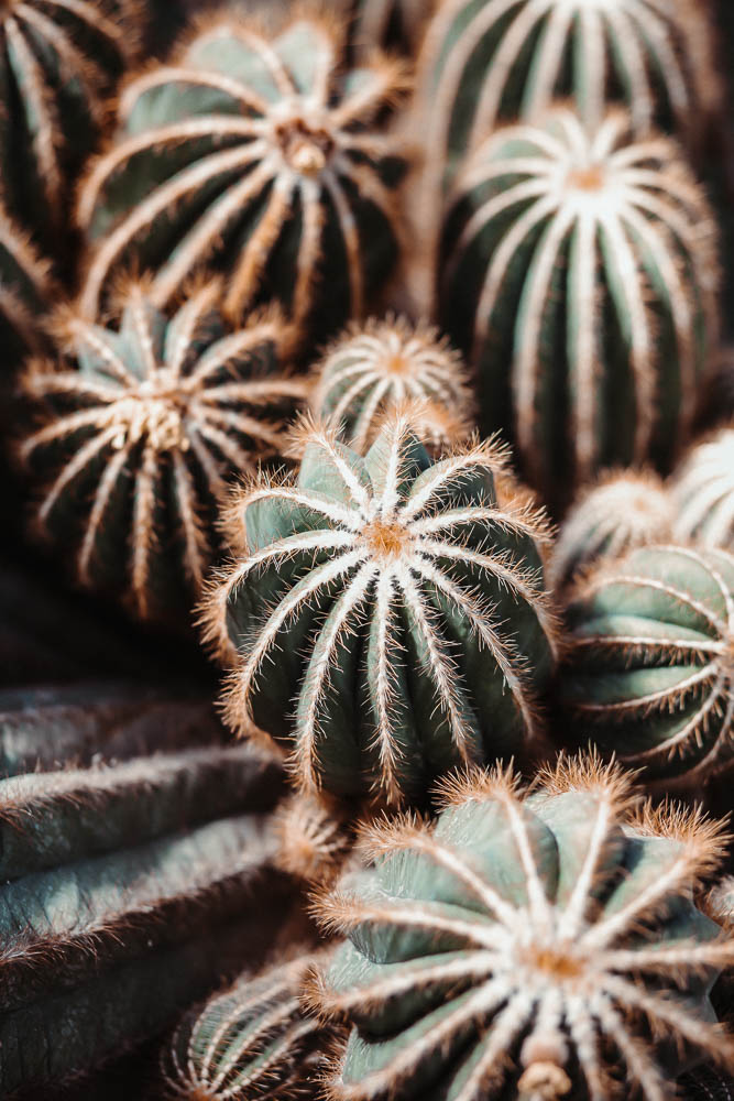 cactus cactus